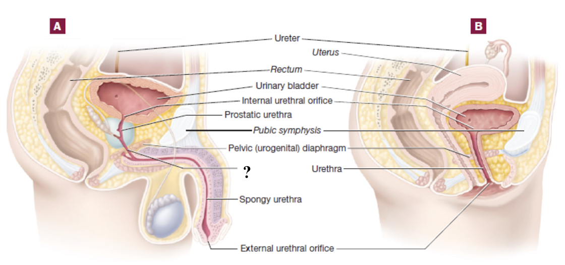 <p>short segment of male urethra that passes through the pelvic diaphragm </p>