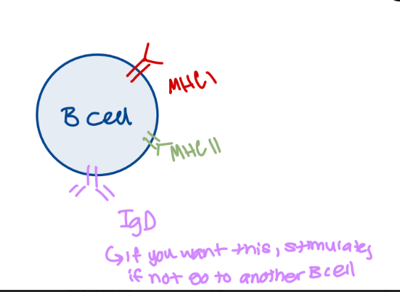 <ul><li><p>monomer</p></li><li><p>located on the surface of B lymphocytes (sits on surface)</p></li><li><p>unknown function</p></li><li><p>advertisement</p></li></ul><p></p>