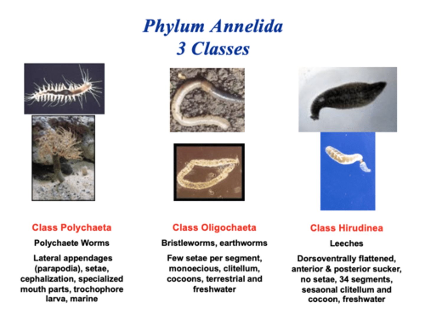 <p>Class Polychata - polychaetes (many hairs), Class Oligochatea - earthworms (oligo = few), Class Hirudinea - leeches</p>