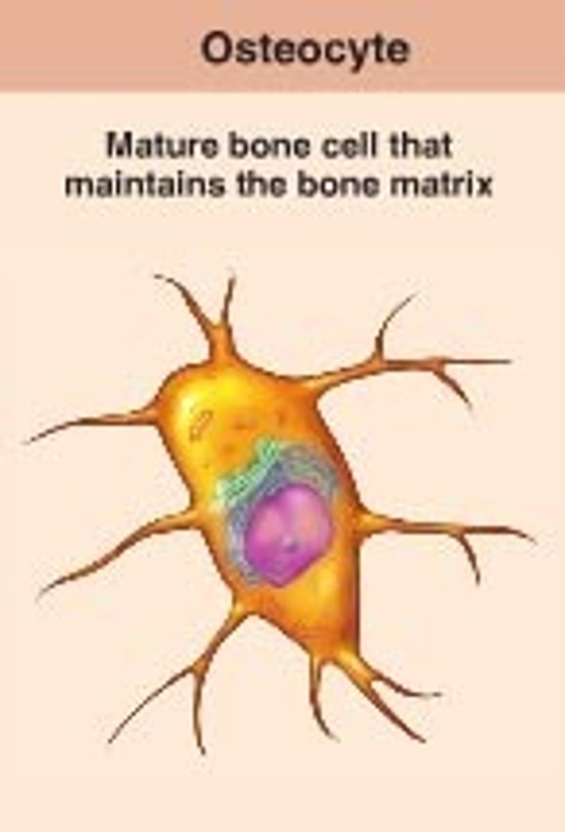 <p>mature bone cells in lacunae; monitor and maintain bone matrix; act as stress or strain sensors; respond to and communicate mechanical stimuli to osteoblasts and osteoclasts (cells that destroy bone) so bone remodeling can occur</p>