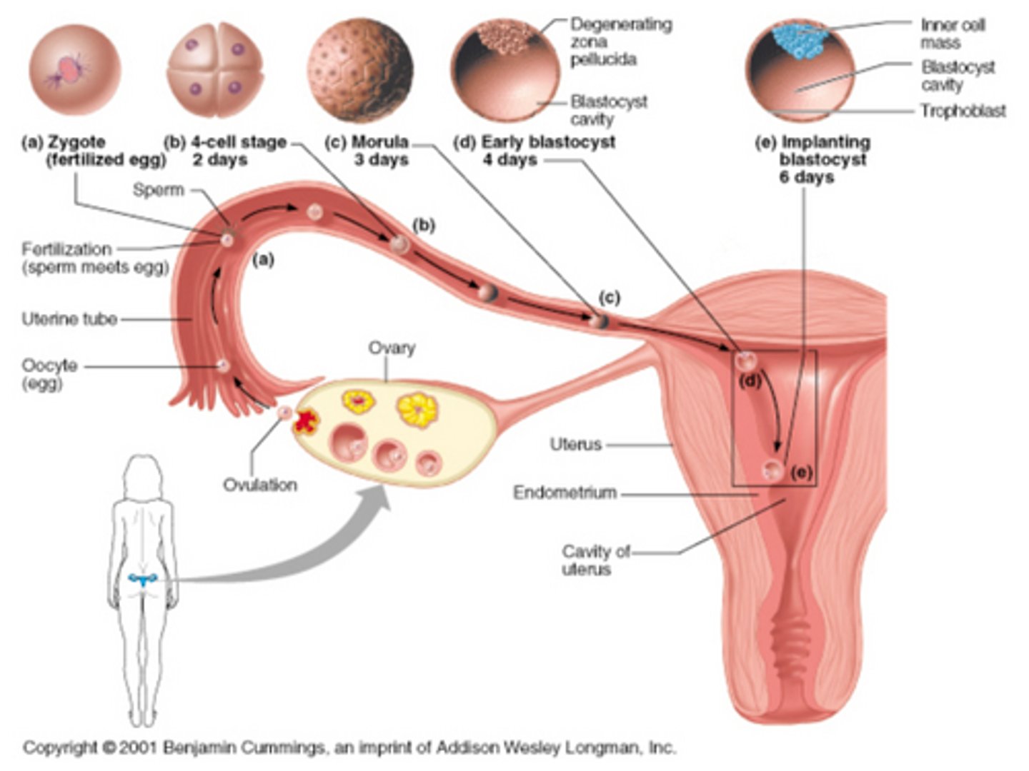 <p>Blastocyst divides, forming inner group of cells with outer shell; Inner group of cells becomes embryo; Outer group of cells becomes membrane and placenta; Implantation of blastocyst occurs around day 6.</p>