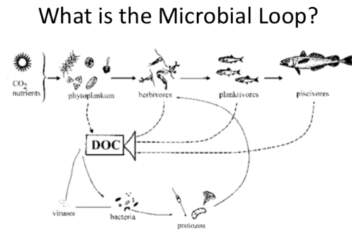 <ul><li><p>Carbon cycling by bacteria (and viruses) a major part of ocean carbon cycle</p></li><li><p>DOC/DOM- Dissolved Organic Carbon/Material</p></li></ul><p></p>