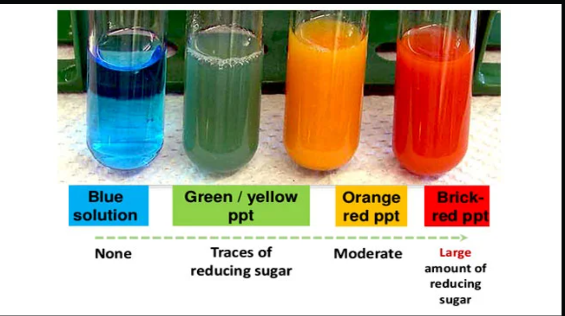<p>The Benedict's test will only work for reducing sugars (e.g. glucose).It will not work with non reducing sugars (e.g. sucrose)</p><p>The colour change depends on the amount of sugar present.</p><p></p><p><span><span>The Benedict's test </span></span><strong>detects reducing sugars (like glucose, fructose, maltose) by heating a sample with Benedict's blue solution, causing a color change to green, yellow, orange, or brick-red precipitate, indicating increasing sugar concentration, with brick-red being the highest</strong></p>