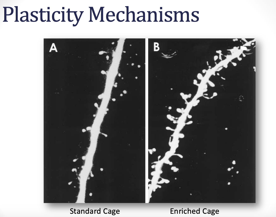 <p><strong><u>***describe the neural mechanisms related to plasticity</u></strong></p><ul><li><p><strong><u>dendritic branching/spine formation and elimination</u></strong></p></li></ul><p></p>