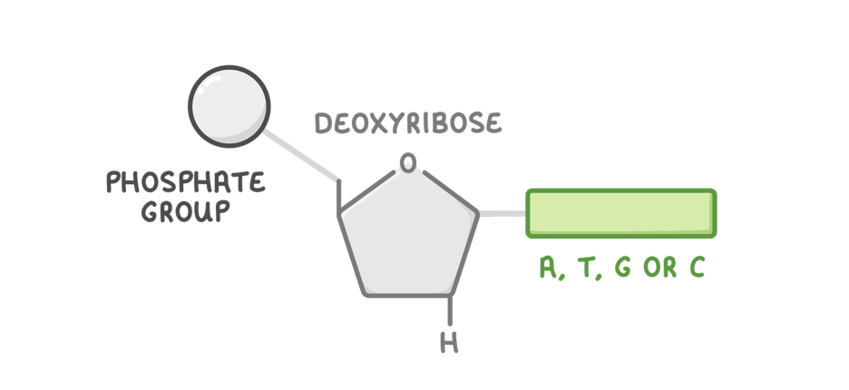 <p><span>Deoxyribonucleic acid (DNA) is a type of nucleic acid that contains the instructions needed to make proteins.</span></p><p><strong>Each DNA nucleotide is made up of three components:</strong></p><ol><li><p>Deoxyribose - A pentose sugar.</p></li><li><p>A, T, G, or C&nbsp;base&nbsp;- Adenine, thymine, guanine, or cytosine.</p></li><li><p>A phosphate group</p></li></ol><p></p>