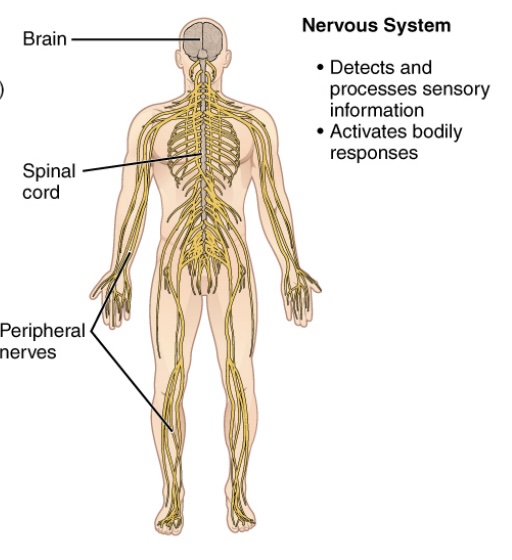 <p>-contains: </p><ol><li><p>brain, </p></li><li><p>spinal cord, </p></li><li><p>nerves</p></li></ol><p>-function:</p><ol><li><p>detects and processes sensory information;</p></li><li><p>activates bodily responses - tells other organ what to do - is a regulatory system</p></li></ol><p>-has interactions with all other organ systems</p>