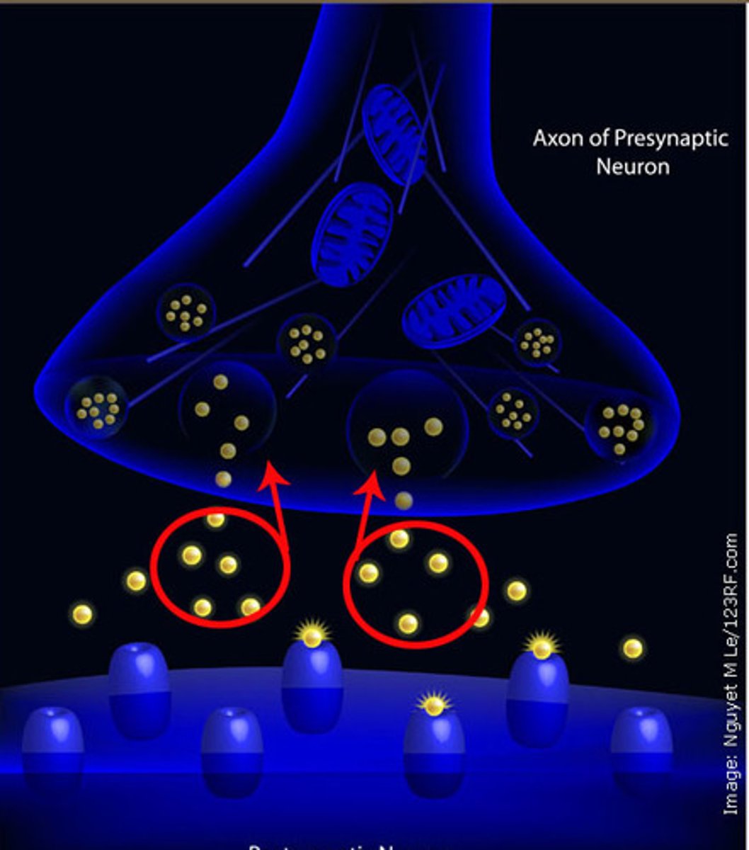 <p>A neurotransmitter's reabsorption by the sending neuron</p>