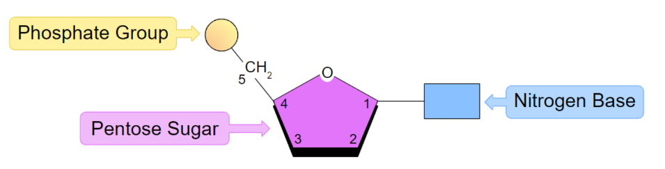 Monomer of nucleic acids, comprised of 

A phosphate group
A pentose (five carbon) sugar
A nitrogenous base - either guanine, cytosine,
adenine, thymine or uracil