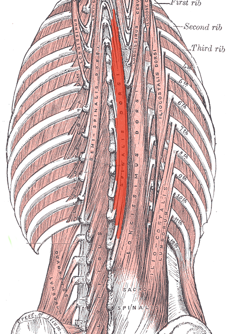 <p>Spinalis <strong>ACTION (BILATERALLY)</strong></p>