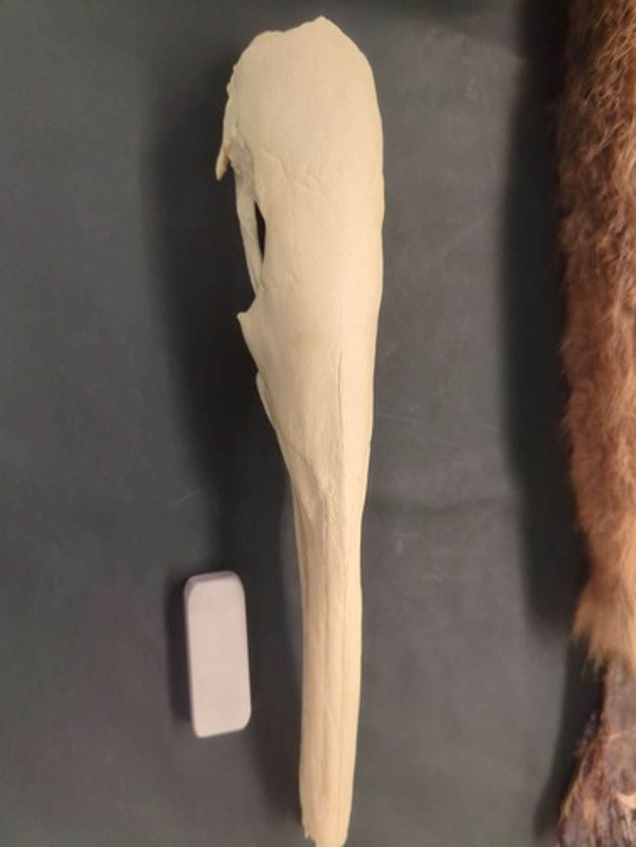 <p>What animal is this? Answer with "Skull" after animal name.</p>