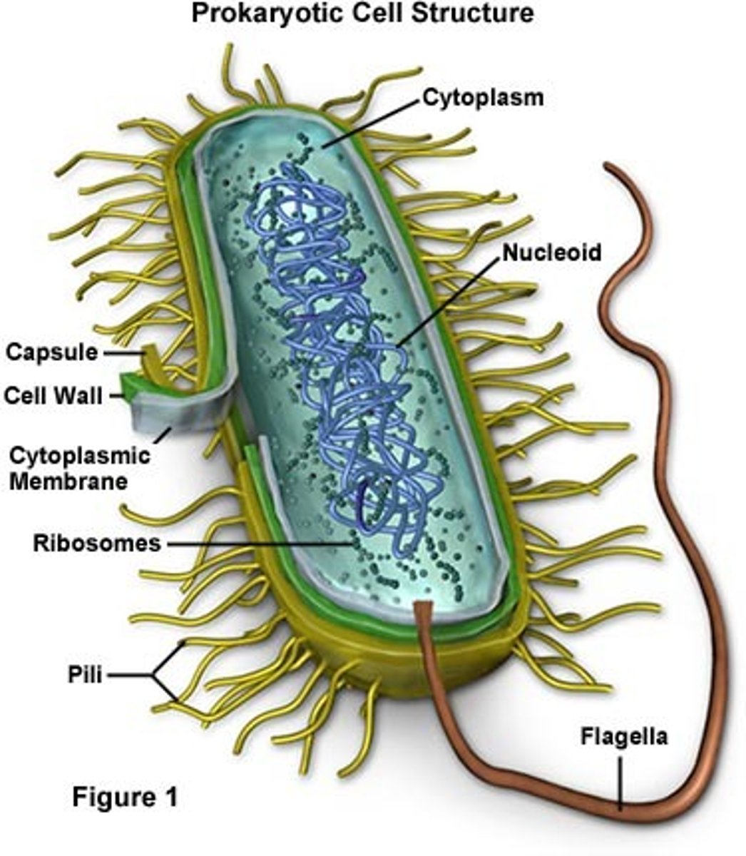 <p>-contain DNA</p><p>-no nucleus</p><p>-only single-celled</p><p>-few organelles</p><p>-basic</p>