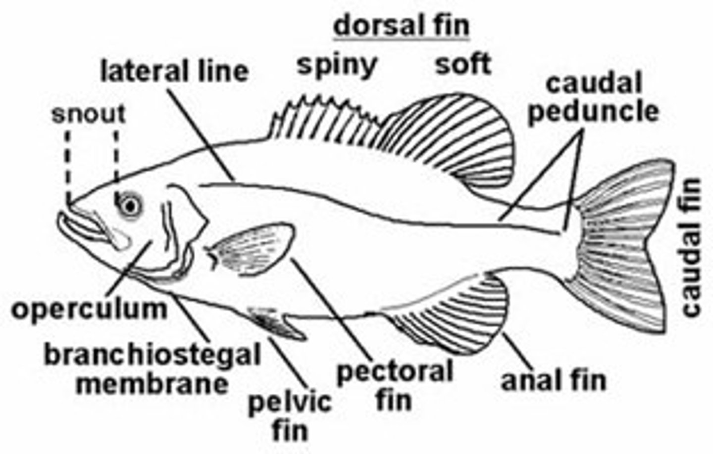 <p>protects gills; pumps water to gills for respiration</p>