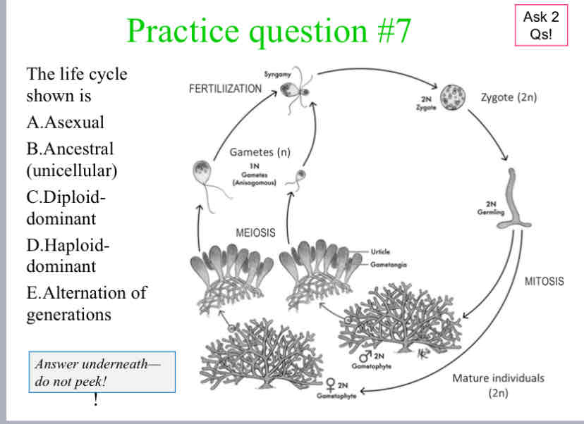 <p>Practice Question (Plant Life Cycle) - The life cycle shown is</p>