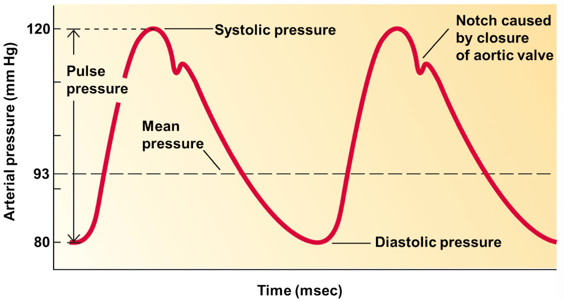 <p>pressure that is monitored and regulated by blood pressure reflexes</p><ul><li><p>Mean arterial pressure = diastolic pressure + 1/3 pulse pressure</p></li></ul><p></p>