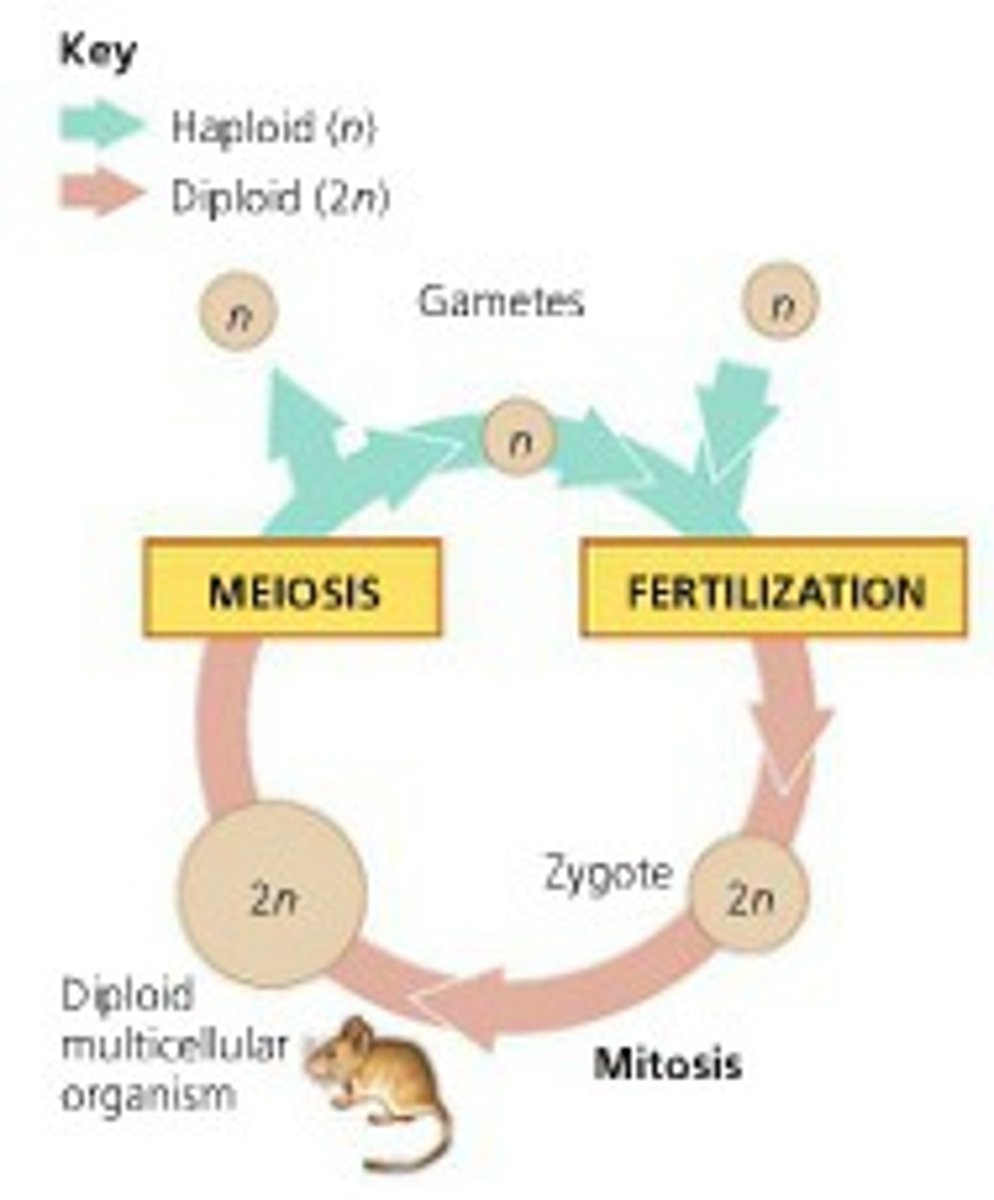 <p>Only haploid stage is gametes (sperm, eggs), fertilization occurs just after meiosis, with no mitosis in between meiosis and fertilization, mitosis occurs after fertilization, meiosis leads to production of gametes</p>