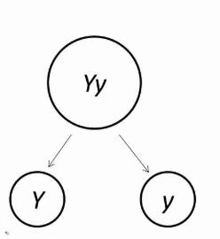 <p>Two alleles coding the same trait in an individual (ex. YY, Yy, yy) separate during gamete formation so that a gamete only gets one from each parent</p>