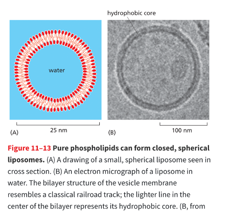<p>pure phospholipids can form closed spherical liposomes </p>