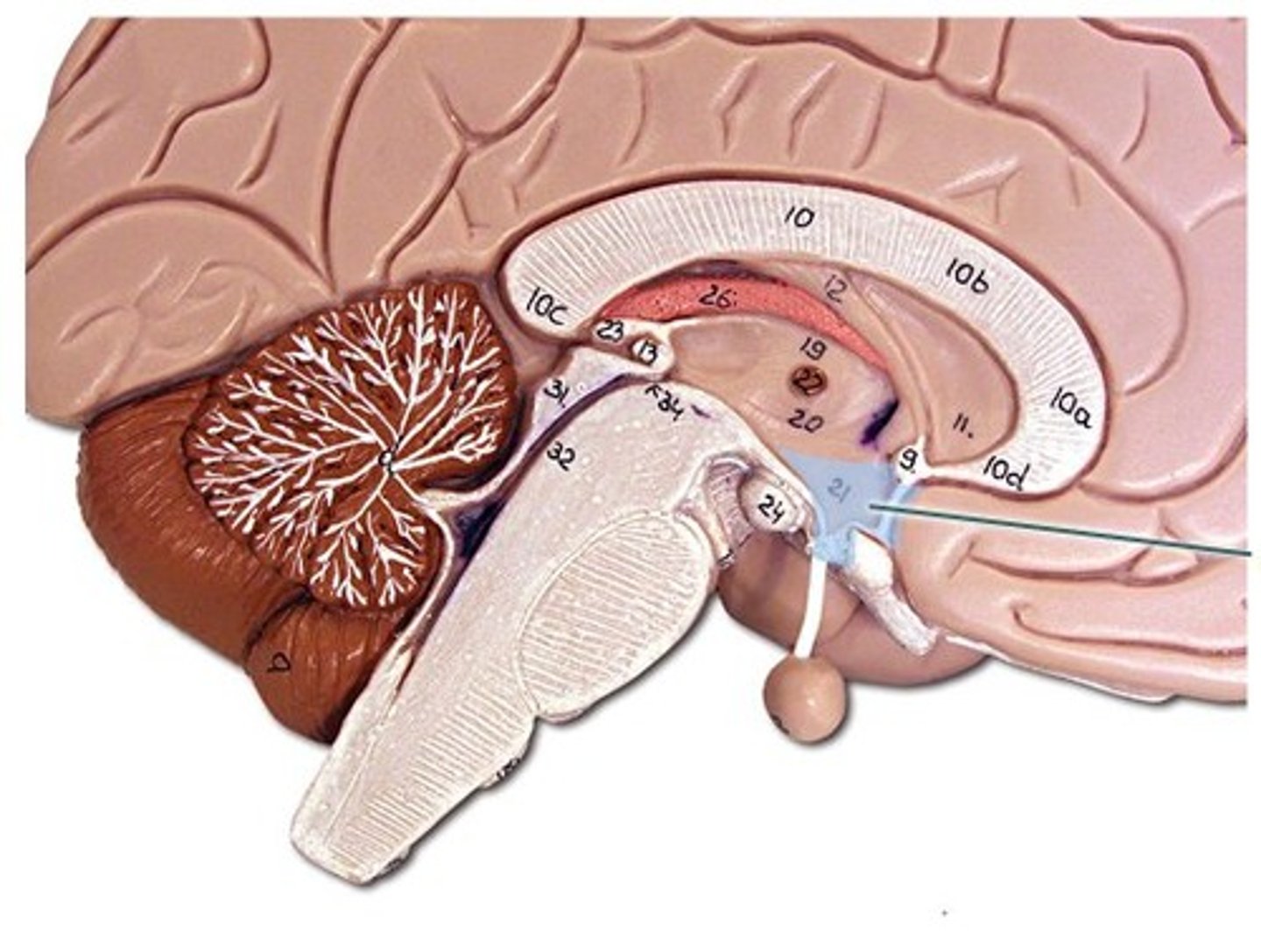 <p>Structure of the brain that links the nervous system and the endocrine system; maintains homeostasis</p>