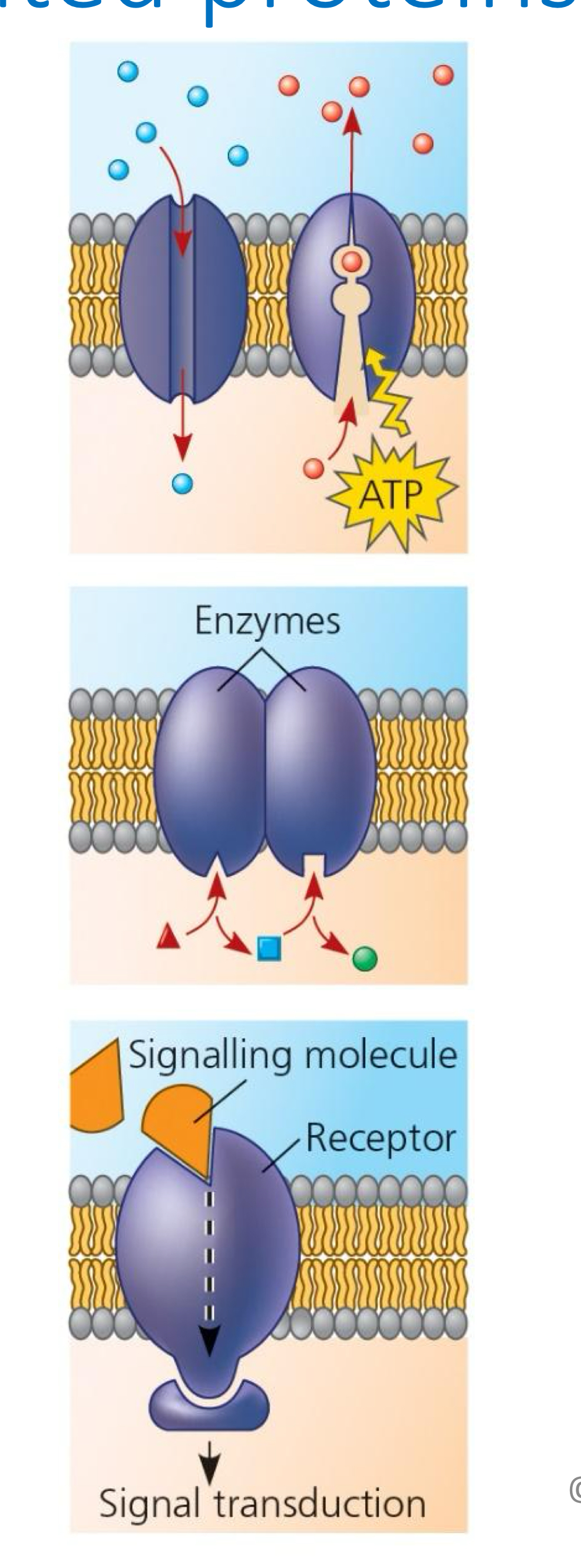 <ul><li><p><strong>Transport: </strong>selectively allow substances through the membrane</p></li><li><p><strong>Enzymatic activity: </strong>assists in reactions that occur around the plasma membrane</p></li><li><p><strong>Signal Transduction: </strong>proteins have a binding site that accepts specific chemical substances (eg. hormones)</p></li><li><p><strong>Cell-cell recognition: </strong>glycoproteins and glycolipids can be specific in different cell types, serve as ID tags</p></li><li><p><strong>Intercellular joining: </strong>hook together to join adjacent cells</p></li><li><p><strong>Attachment to the cytoskeleton/ECM:</strong> non covalent bonds to microfilaments, which maintains cell shape and stablizes the position of membrane proteins</p></li></ul><p></p>