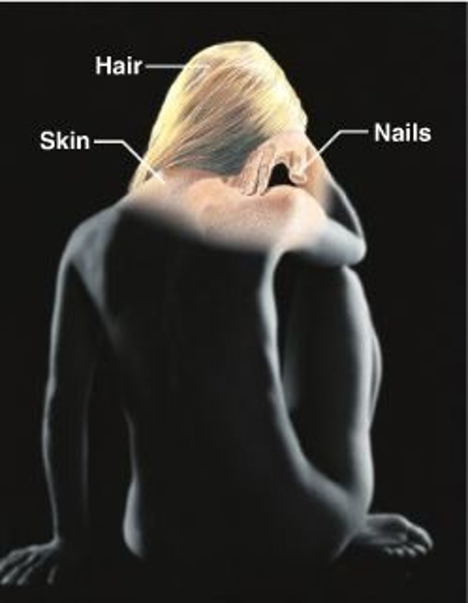<p>skin, hair, nail</p><p>Protects tissue, regulates temperature, excretes water and salt, sends information to Nervous system, location of receptors</p>