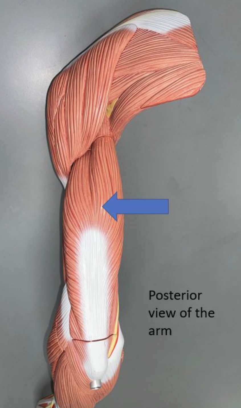<p>muscle name & function</p>