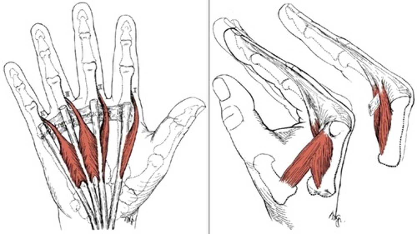 <p>- flexion of the MCP</p><p>- extension of the DIP and PIP</p>
