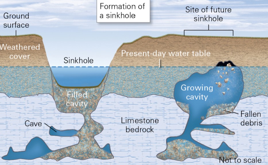 * formed when weak rock overlying a cavern collapses
  * water holds up struct, so when water table drops → can fall
  * also when top is heavy (from building and heavy rainfall)
* these r the most dangerous kinds of sinkholes
