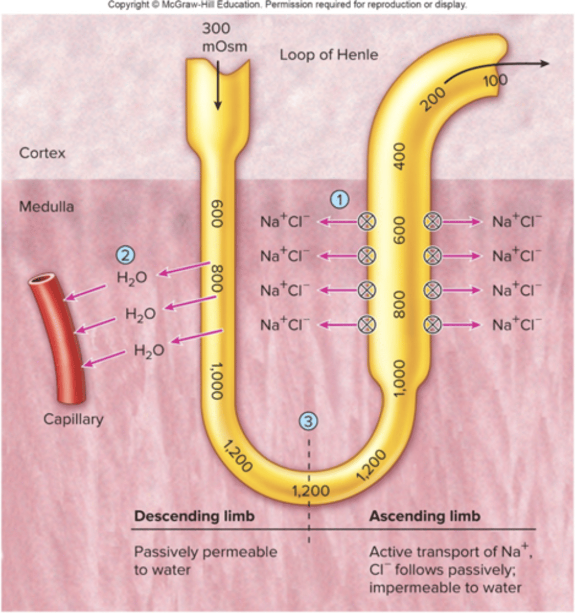<p>- As filtrate moves down the collecting duct, it loses water, decreasing its water potential.</p><p>- However, the water potential of the medulla is even lower than the collecting duct (due to high ion concentration at ascending limb)</p><p>- This allows water to continue to move out of filtrate down the whole length of the collecting duct</p><p>- This allows urine to be concentrated and ensures there's always a water potential gradient drawing water out of the collecting duct</p>