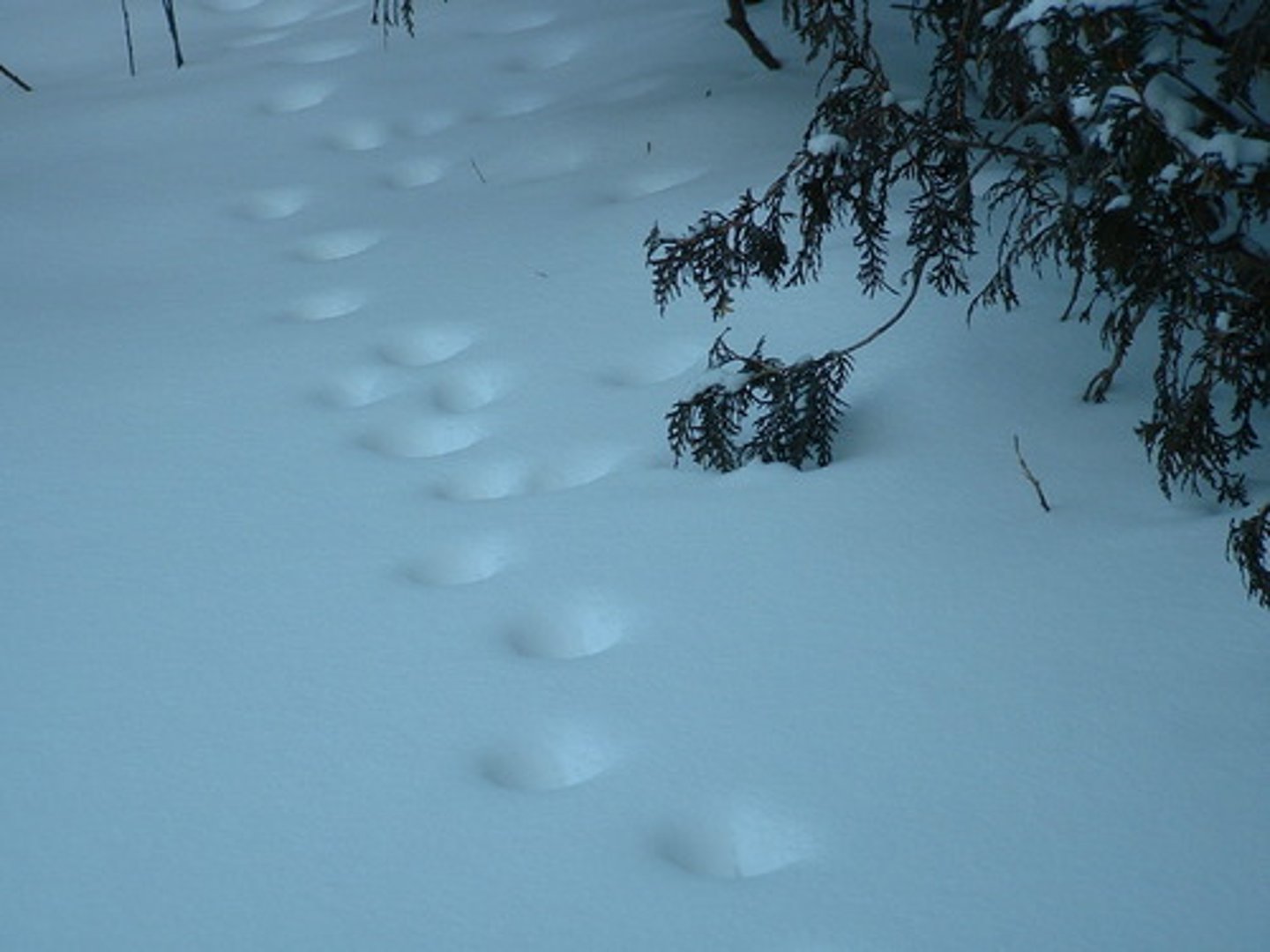 <p>A conclusion not directly provided by evidence, but able to be drawn from the facts at hand</p>