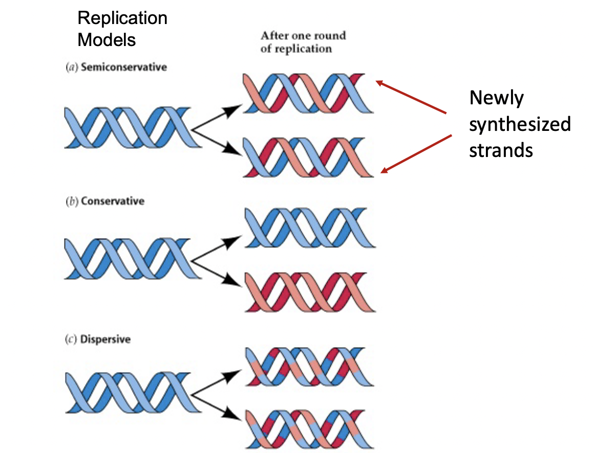 <ol><li><p>Conservative Replication - 2 Strands unbounded, made a new strand and then re-annealed, and the 2 new strands re-annealed. Gives 1 old helix, 1 new helix.</p></li><li><p>Semiconservative Replication - Each old strand made a new strand and remained annealed to it (one that actually happens)</p></li><li><p>Dispersive Replication - DNA would break apart and rejoin to produce 4 strands, each with a mixture of old and new DNA</p></li></ol>