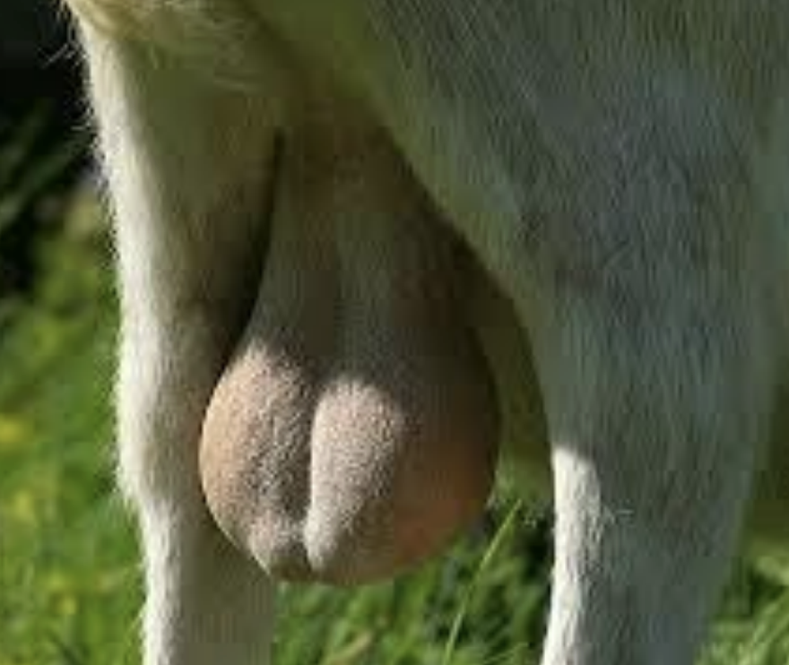 <p><span style="color: blue;"><strong>Median groove </strong></span></p>