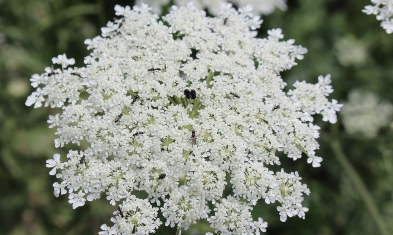 Flower 216