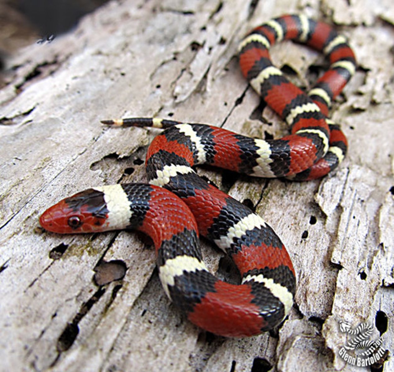 <p>Scarlet kingsnake</p>