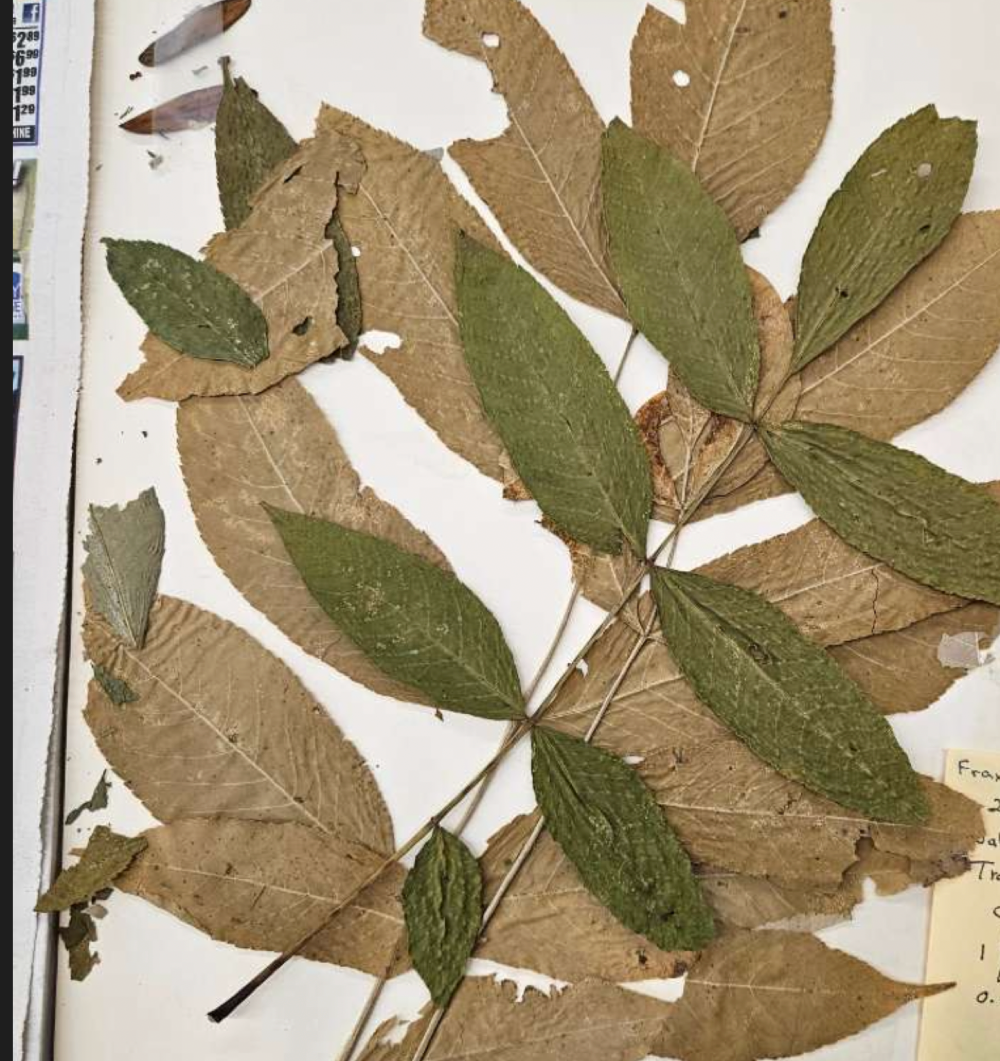 <p>plant?</p>