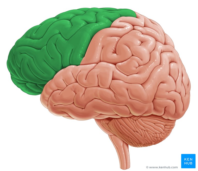 <p>The <strong><em></strong></em>__ is the part of the brain responsible for decision-making, problem-solving, and controlling behavior.</p>