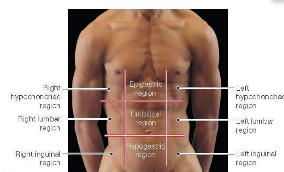 <p><mark data-color="yellow" style="background-color: yellow; color: inherit">Hypochondriac=Below heart</mark></p><p>Epigastric=Above stomach</p><p>Hypogastric=Below stomach</p><p><mark data-color="yellow" style="background-color: yellow; color: inherit">Lumbar</mark></p><p><mark data-color="red" style="background-color: red; color: inherit">Inguinal= groin area</mark></p><p></p>