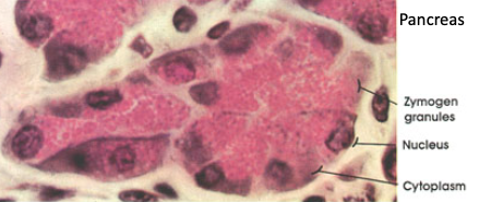 <p>What type of secretion do serous merocrine glands produce?</p>