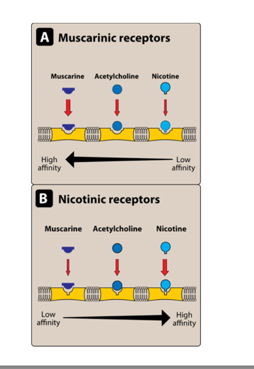 <ul><li><p>mucarinic receptors</p><ul><li><p>low affinity to high affinity of substrates: nicotine → acetylcholine → muscarine</p></li></ul></li><li><p>nicotinic receptors</p><ul><li><p>low affinity to high affinity of substrates: muscarine → acetylcholine → nicotine</p></li></ul></li></ul><p></p>