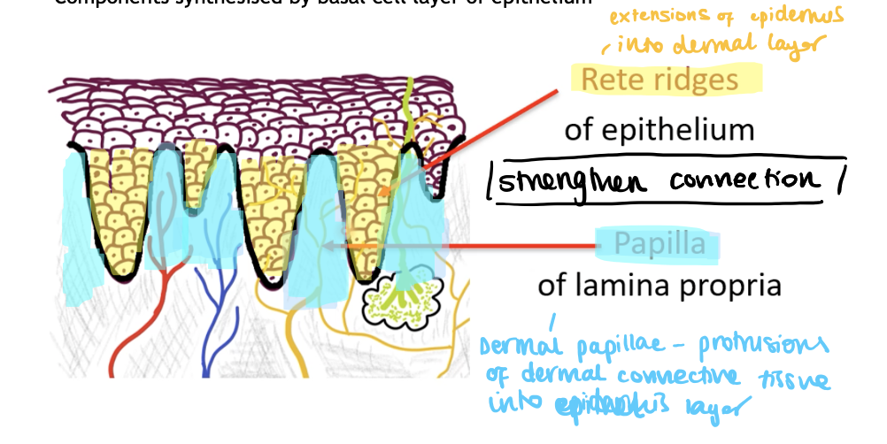 <p>Extensions of the epithelial layer into the dermal layer</p>