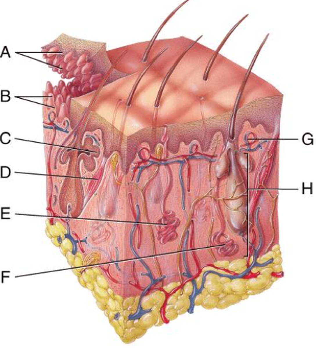<p>letter H</p>