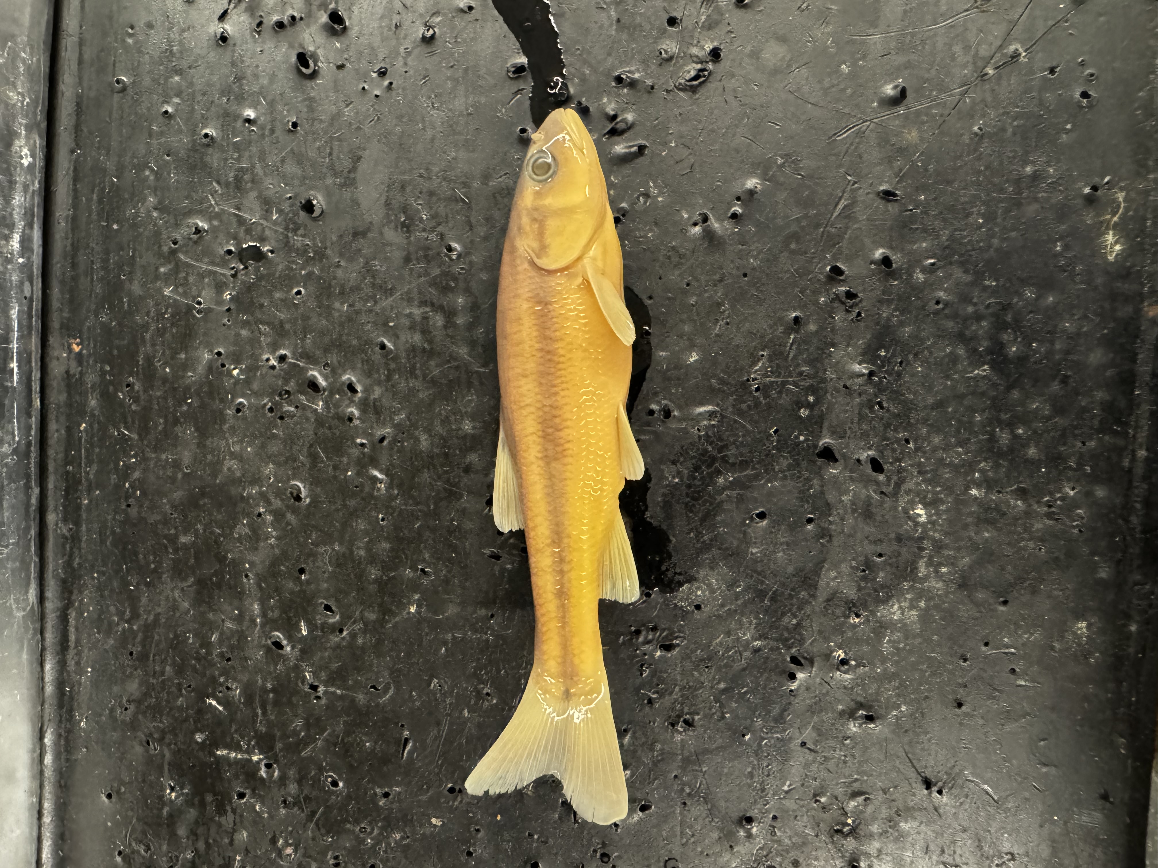 <p>Family:</p><p>Species:</p><p>Scientific:</p>