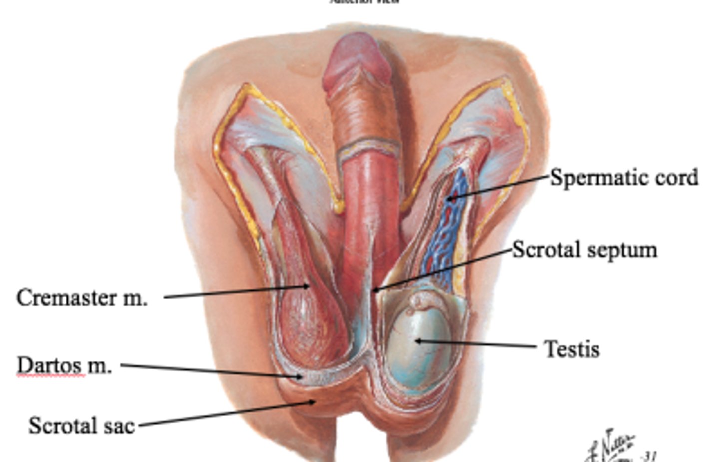 <p>dartos muscle and cremaster muscle</p>