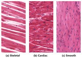 <p>Smooth Muscle Tissue</p>