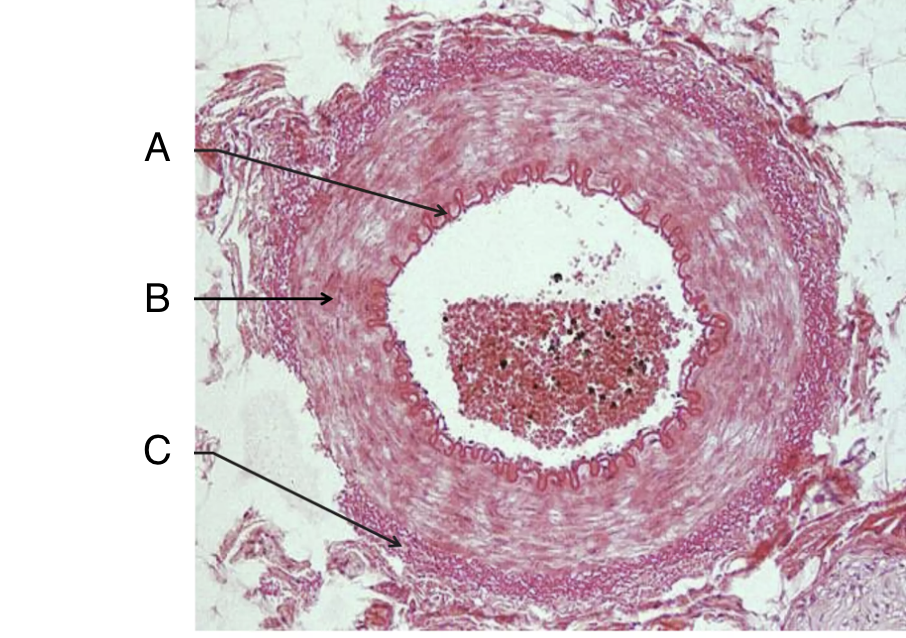 C?

•Outermost layer

•Fibrous connective tissue

•Anchors and supports blood vessels

•Contains vasa vasorum in large blood vessels

•“Vessels to the vessels”

•Smaller blood vessels that supply the walls of the blood vessels with blood/nutrients

•Comprised of collagen and elastin