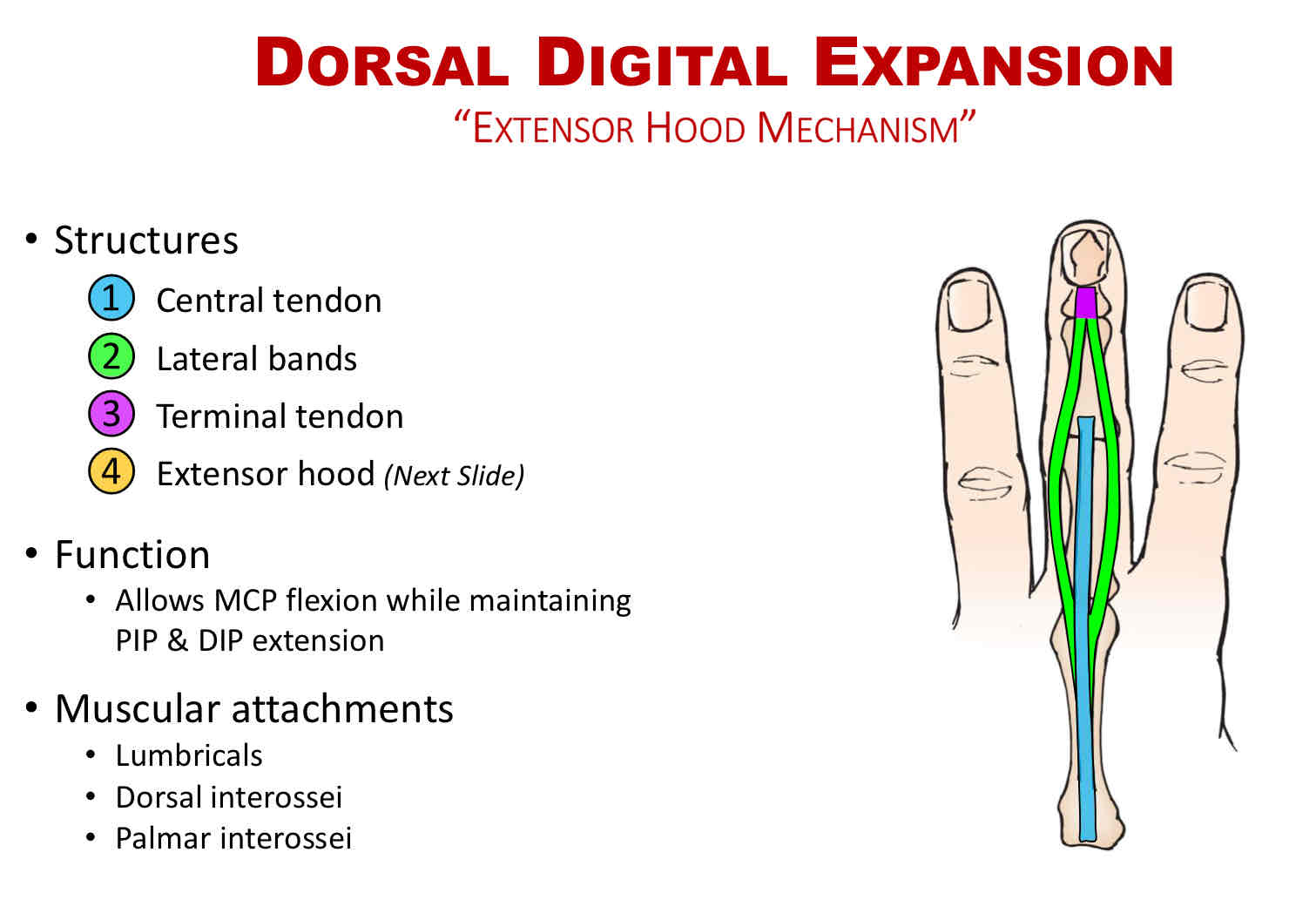 <p>Dorsal Digital Expansion</p>