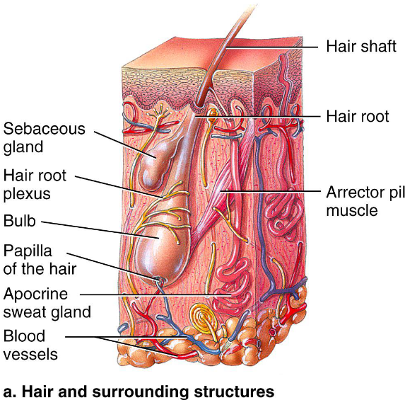 <ul><li><p><strong>Hair bulb</strong>: expanded area at deep end of follicle</p></li><li><p><strong>Follicle Receptor</strong>: sensory nerve endings that wrap around bulb</p></li><li><p><strong>Hair Matrix</strong>: actively dividing area of bulb</p></li><li><p><strong>Arrector Pili</strong>: small smooth muscle band attached</p></li><li><p><strong>Hair papilla</strong>: dermal tissue containing knot of capillaries that supplies nutrient to grow hair</p></li></ul><p></p>