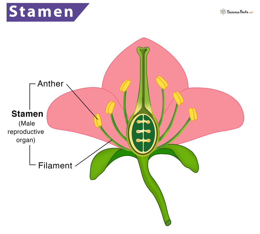 <p>Stamens</p>