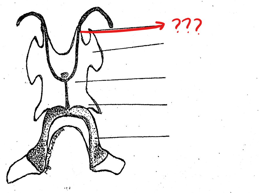 <p>located on the hyoid cartilage of the visceral apparatus; a pair of long, slender, cartilaginous processes arising from the antero-lateral borders of the hyoid; often destroyed during the preparation; tips articulate with the prootic bones of the skull</p>