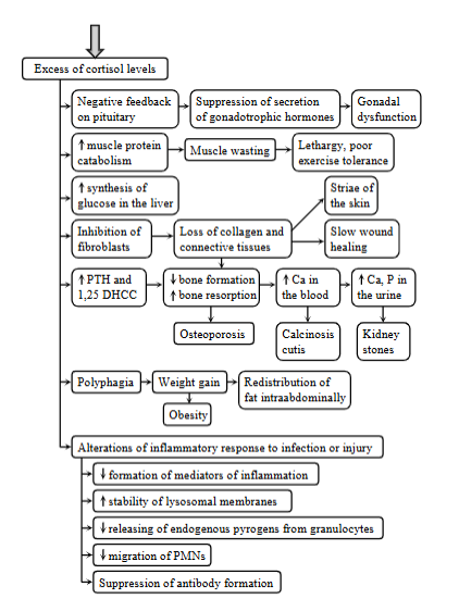 <p><strong>Cushing syndrome - hyperadrenocorticism. </strong></p><p>Excess of cortisol levels, due to a failure of negative feedback mechanism of cortisol on ACTH. </p><p><strong>Excess of glucocorticoids: </strong></p><ul><li><p><strong>spontaneous cushing:</strong> excessive secretion of ACTH from anterior pituitary adenomas</p></li><li><p><strong>latrogenic cushing:</strong> chronic glucocorticoid administration</p></li></ul><p><em>Both lead to a failure of negative feedback mechanism of cortisol on ACTH, due to the chronic exogenous corticoids administration, increased secretion of ACTH by pituitary dependent hypercortisolism.</em></p><p><strong>Metabolic consequences: </strong></p><ol><li><p><strong>increased muscle protein catabolism</strong> - muscle wasting, leathargy, poor exercise tolerance</p></li><li><p><strong>inhibition of fibroblasts </strong>→ loss of collagen and CT → decreased bone formation, increased bone resorption → increased Ca → calcinosis cutis, kidney stones</p></li><li><p><strong>changes of inflammatory response to infection or injury</strong>: suppression of Ab formation, decreased formation of inflammatory mediators, decrease releasing of endogenous pyrogens. </p></li><li><p><strong>increased synthesis of glucose in the liver</strong></p></li></ol><p></p>