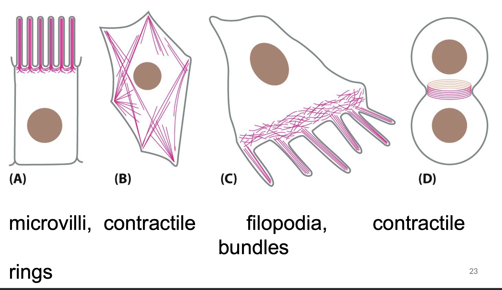 <ul><li><p>One of the most abundant proteins in eukaryotic cells</p></li><li><p>5% of total cellular protein</p></li><li><p>Polymers twist into helix</p></li><li><p>Actin monomers can add to plus or minus end, but add to plus end faster </p></li><li><p><strong>Actin:</strong></p><ul><li><p>ATP →tightly bind to filament </p></li><li><p>ADP → not as tightly bound </p></li></ul></li><li><p><strong>Dynamic instability: </strong></p><ul><li><p>rapid extension and shrinking of filaments </p></li></ul></li></ul><p></p>